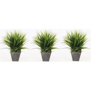 3x Gras nepplant in pot 30 cm