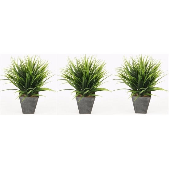 3x Gras nepplant in pot 30 cm