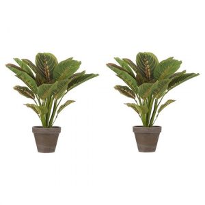2x Nep kamerplant Calathea groen in bruine pot 38 cm