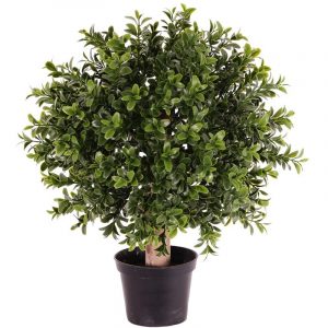 Buxus plant in pot 36 cm