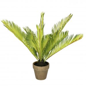 Nep varen groen in pot 50 cm plastic