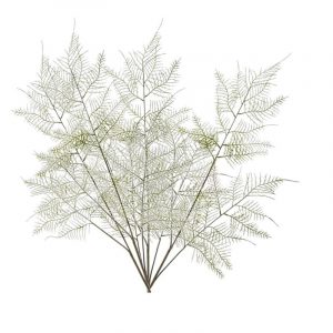 4 Stuks groene varen/asperge plant nep takken 80 cm groen