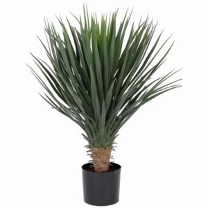 Yucca palm in pot 80 cm