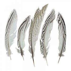 5x stuks Zilver fazanten vogel veren 18 cm