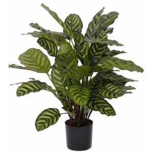 Kamerplant Calathea Makoyana 67 cm