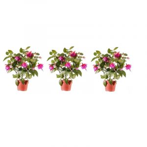 3x binnenplant fuchsia in pot roze 30 cm