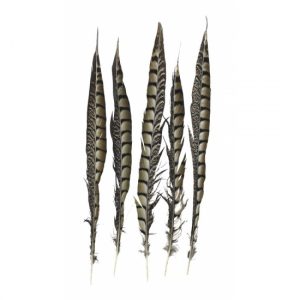 Veertjes fazant 38 cm 5 stuks