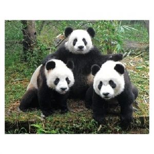 3D magneten met pandaberen