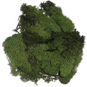 Donkergroene mos natuurlijk materiaal 100 gram