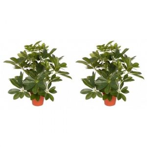 2x Kamerplant kunstplant schefflera 55 cm