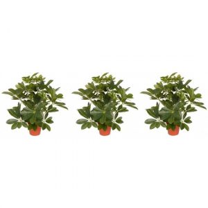 3x Kamerplant kunstplant schefflera 55 cm