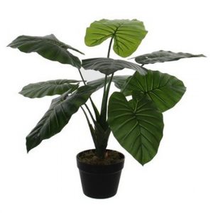 Neplant Colocasia Taro groen in zwarte pot 60 cm